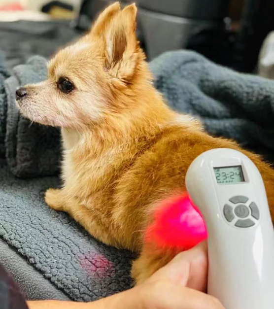 Thérapie au laser froid pour chiens