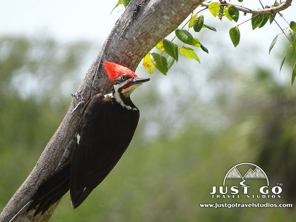 Woodpecker near the Flamingo Area in the Everglades
