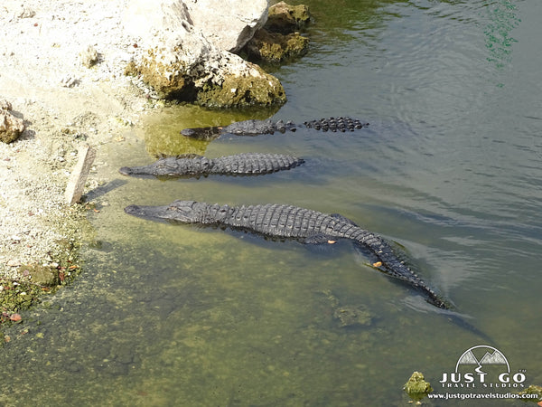 Big Cypress National Preserve alligators