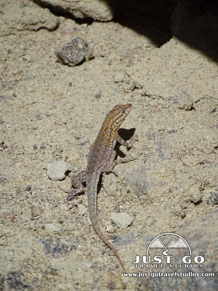 Lizard in Death Valley