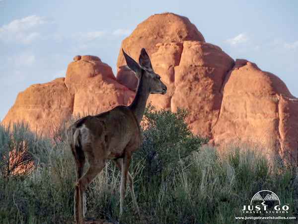 Landscape Arch in Arches National Park