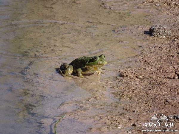 Aquatic animal on the Delicate Arch Trail in Arches National Park