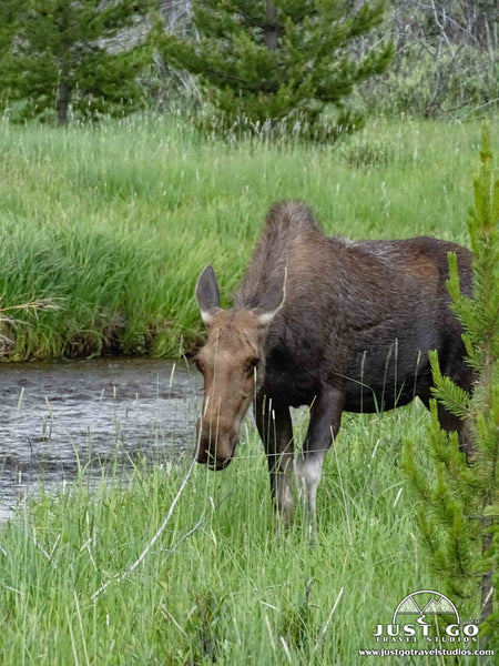 what to see and do in Rocky Mountain National Park