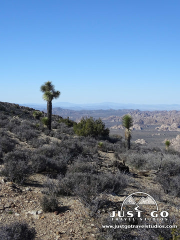 Joshua Trees in Joshua Tree National Park