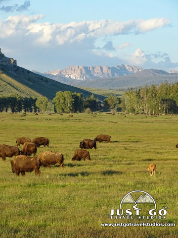 wildlife (bison) in Grand Teton National Park