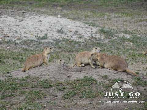 Prairie Dogs Town in Theodore Roosevelt National Park