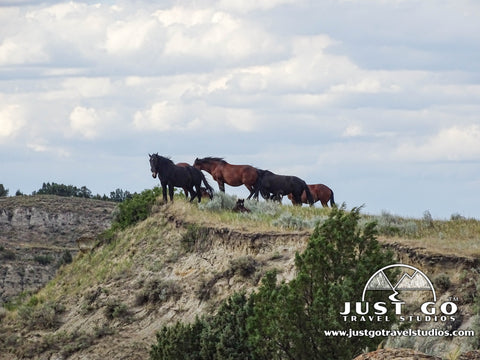 Feral horses in Theodore Roosevelt National Park