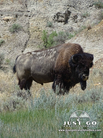 Big bison in Theodore Roosevelt national Park