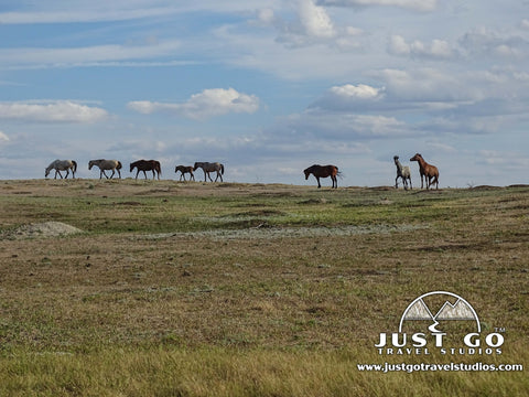 Wild horses in Theodore Roosevelt National Park