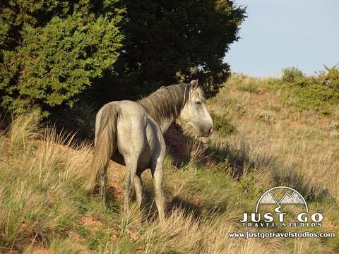 Wild horse in Theodore Roosevelt National Park