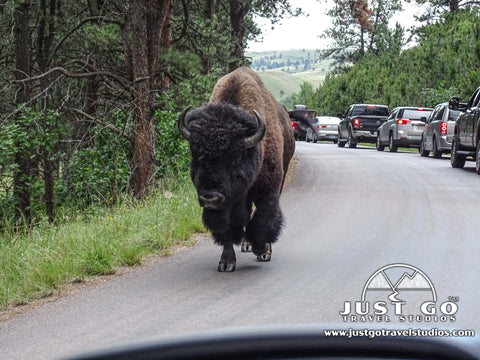 Wildlife loop in custer state park