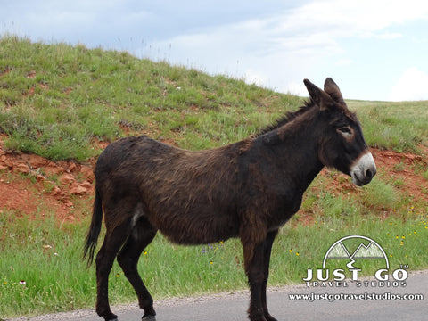 burros in Custer State Park on the wildlife loop