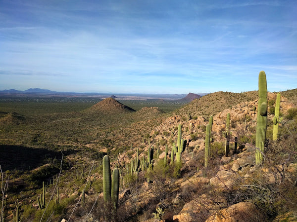 Hugh Norris Trail in Saguaro National Park