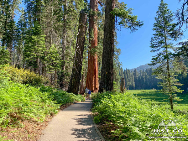 Crescent meadow in Sequoia National Park