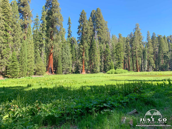 Big Trees Trail in Sequoia National Park