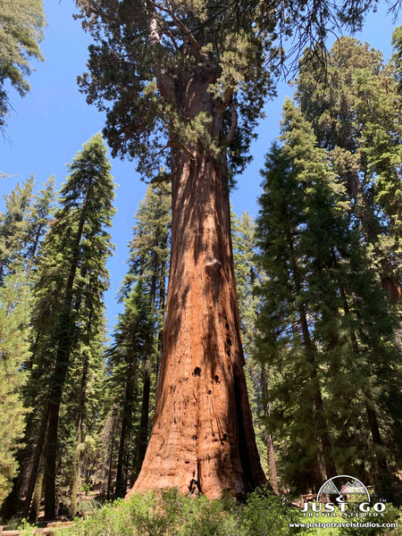 General Sherman Tree in Sequoia National Park