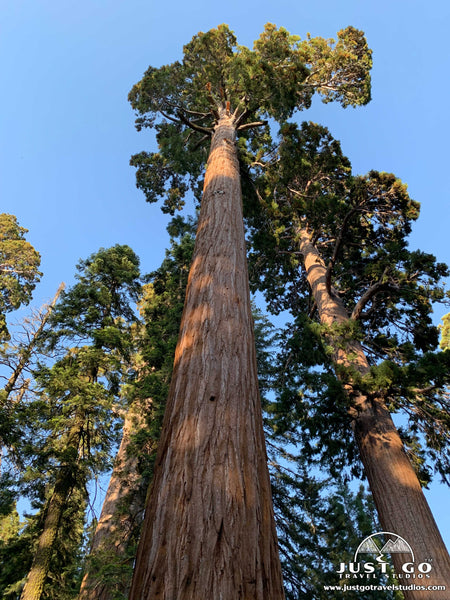 General Grant Grove Trail in Kings Canyon National Park