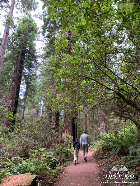 Lady Bird Johnson Trail in Redwood National Park
