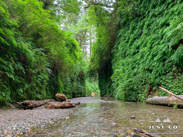 Fern Canyon in Prairie Creek Redwoods State Park