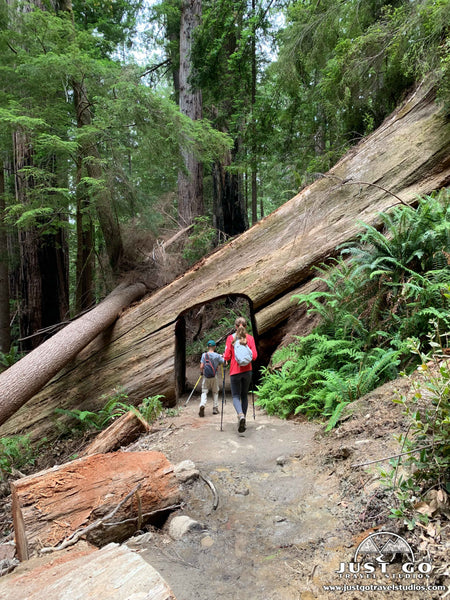 Tall Trees Grove in Redwoods National Park