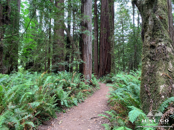 Tall Trees Grove in Redwoods National Park