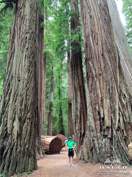 Jedediah Smith Redwoods State Park What to See and Do