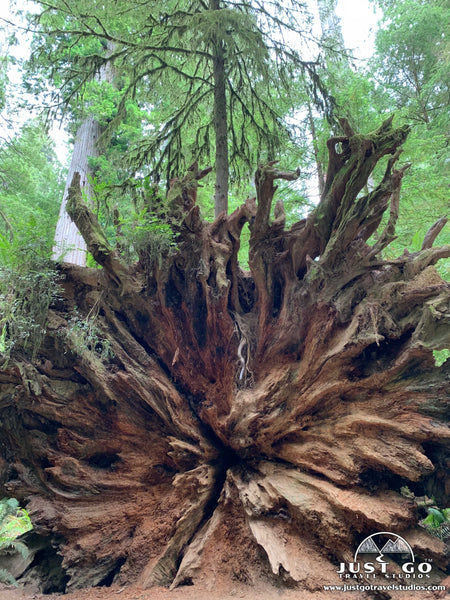 Jedediah Smith Redwoods State Park What to See and Do