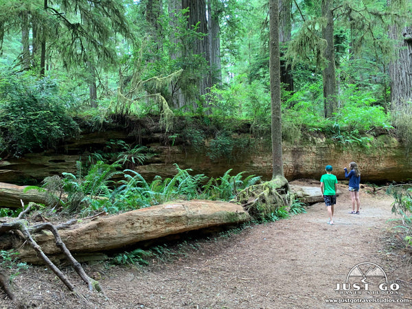 Jedediah Smith Redwoods State Park What to See and Do