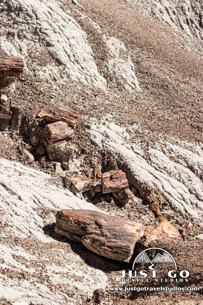 Petrified Wood in the Blue Mesa in Petrified Forest National Park