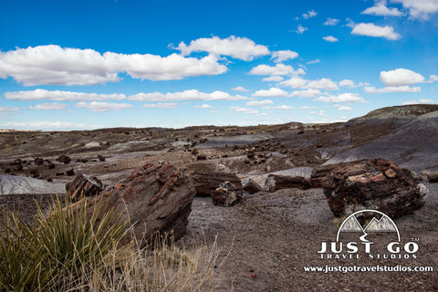 Petrified Forest National Park