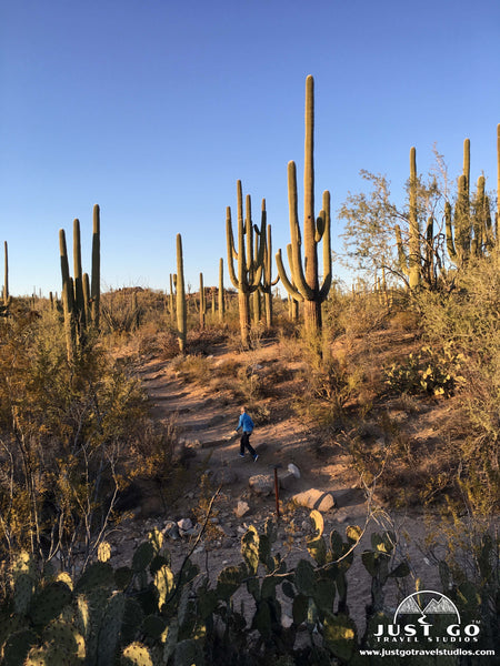 Valley View Overlook Trail in Saguaro National Park