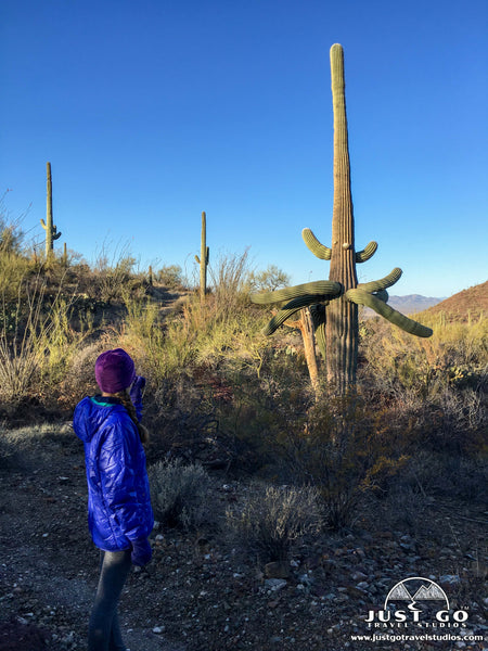 Gould Mine Trail in Saguaro National Park