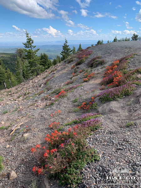 Paulina Peak flowers in Newberry Volcanic National Monument