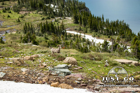 Bighorn Sheep in Glacier National Park