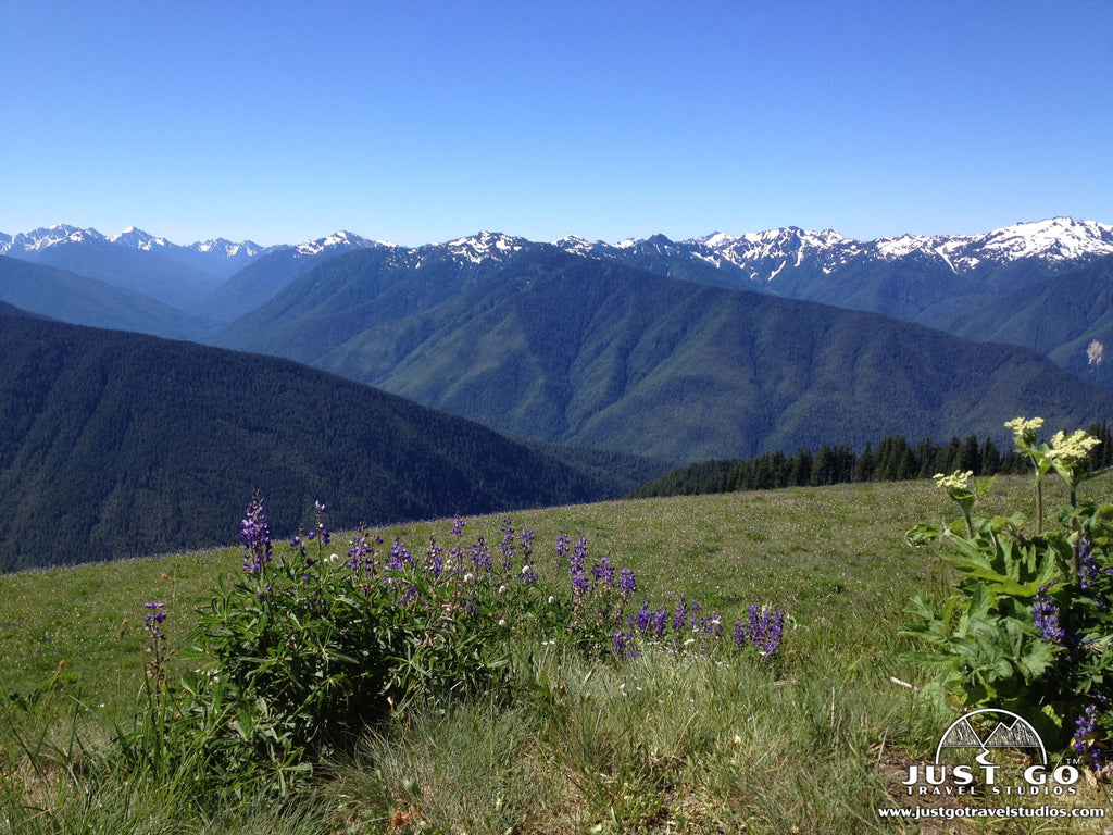 Olympic national park best clearance hikes