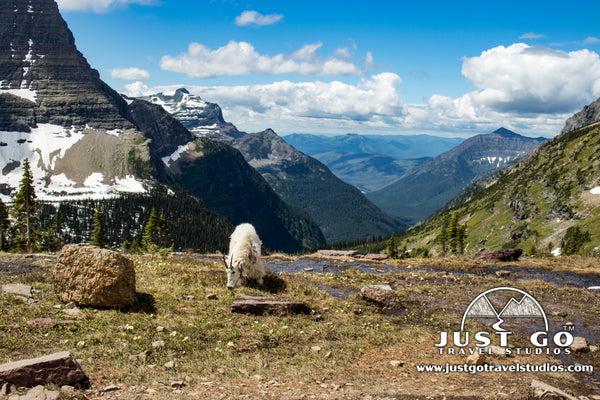 Mountain Goat in Glacier National Park