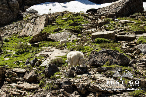 Goat near Logan Pass in Glacier National Park