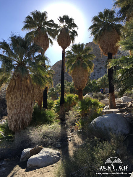 49 Palms oasis trail in Joshua Tree National Park