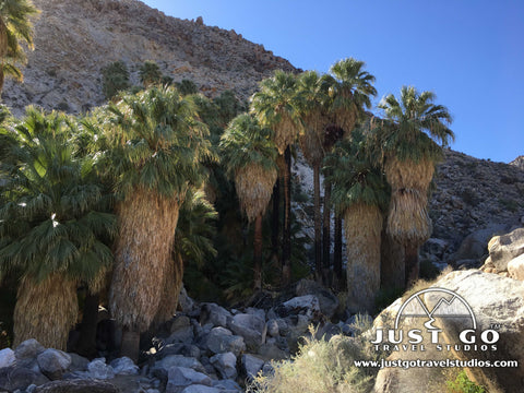 Fortynine palms oasis in Joshua Tree National Park