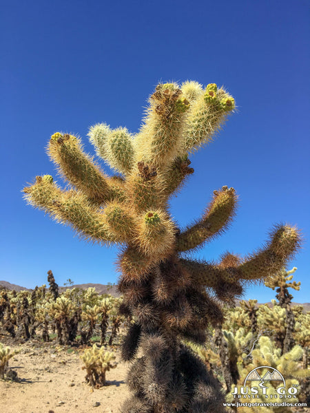 Cholla Cactus Garden in Joshua Tree National Park