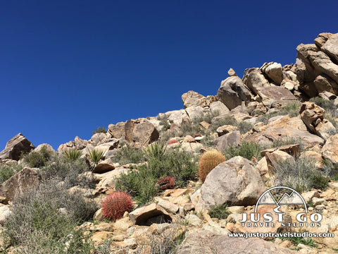 Barrel Cactus in Joshua Tree National Park