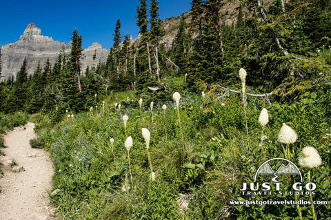 Beargrass in Glacier National Park