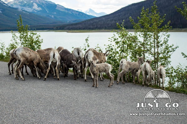 Goats in Jasper National Park