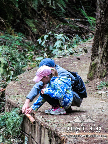 Redwood Creek Trail in Muir Woods National Monument