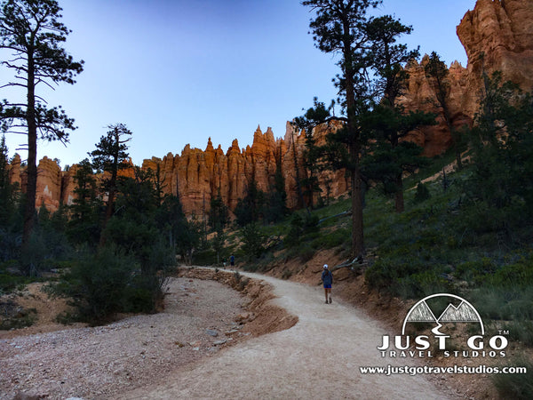 Ponderosa Pines in the Queens Garden in Bryce Canyon