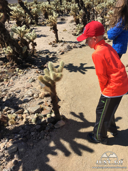 Cholla Cactus Garden in Joshua Tree National Park