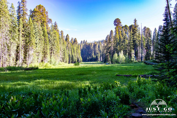 crescent meadow in sequoia national park