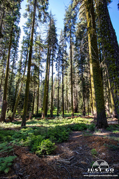 crescent meadow in sequoia national park