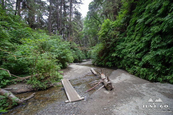 Hiking in Prairie Creek Redwoods State Park in Fern Canyon