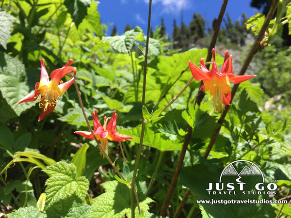 Wildflowers in North Cascades National Park